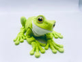 Cute White's Tree Frog
